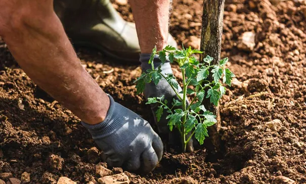 Tomato Cultivation in the World