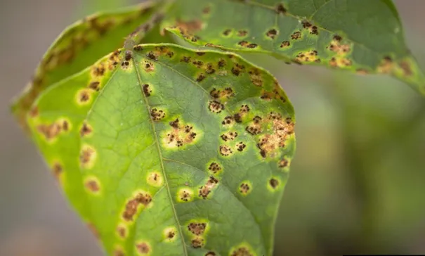 Rust Disease